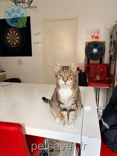 chat reunited 94510 La Queue-en-Brie Tornade