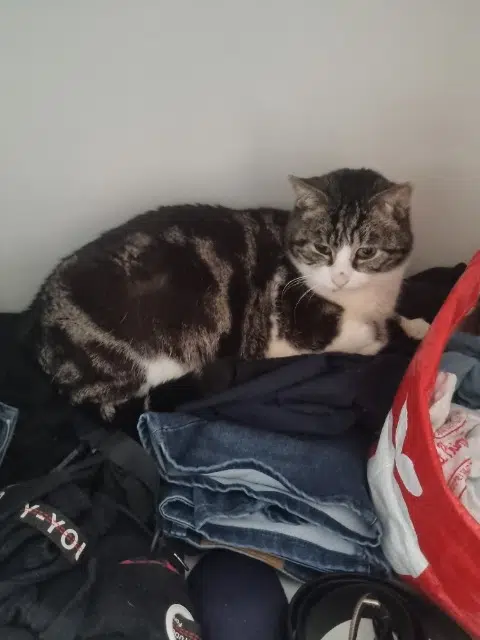 chat reunited   94000 Créteil Tricky