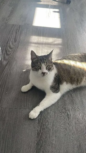 chat reunited   94700 Maisons-Alfort Tsuki