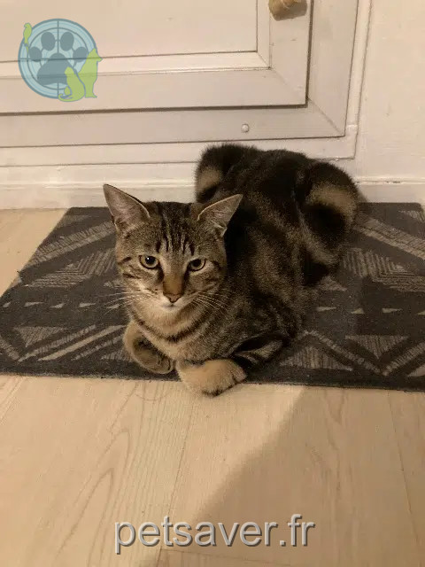 kater reunited   94120 Fontenay-sous-Bois Tsuki
