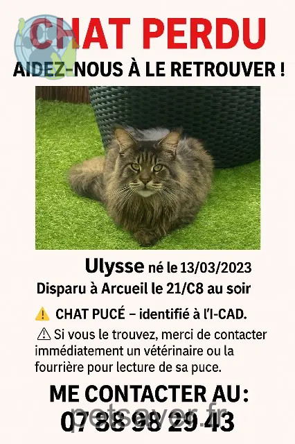 chat reunited 94110 Arcueil Ulysse