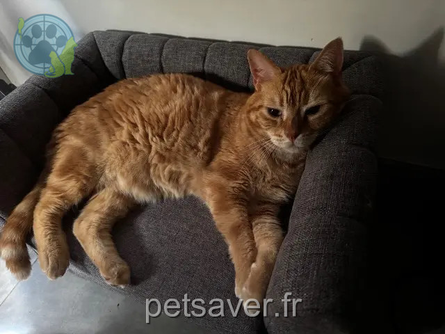 chat reunited 94320 Thiais Vagabond