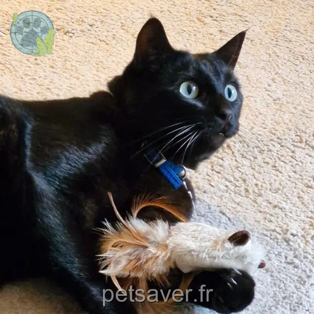 chat reunited 94360 Bry-sur-Marne Velvet