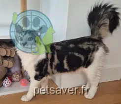 chat reunited 94800 Villejuif Yingyang