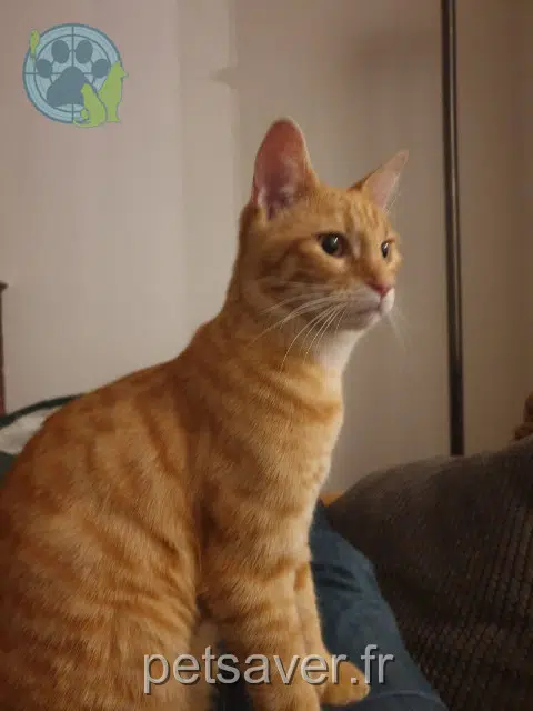 chat reunited   94120 Fontenay-sous-Bois Yuzu