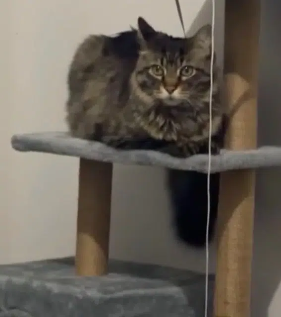 chat reunited   94310 Orly Zelio