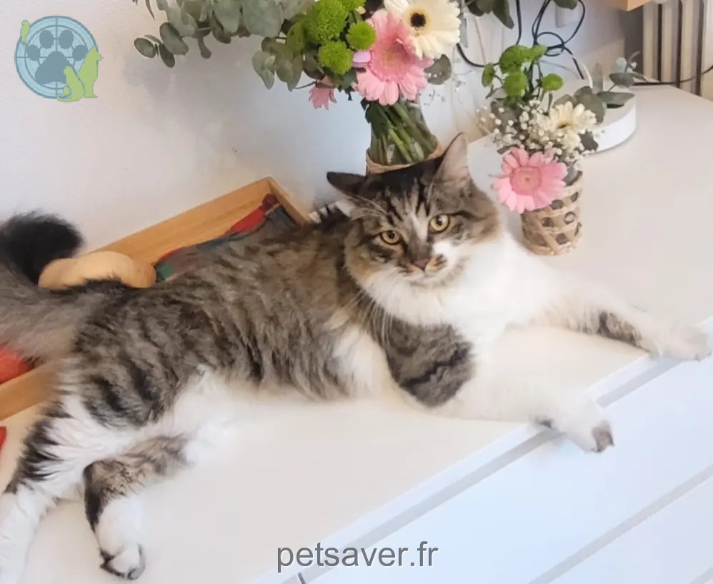 Chat Perdu 94 Val-de-Marne Chat Perdu 94 Val-de-Marne