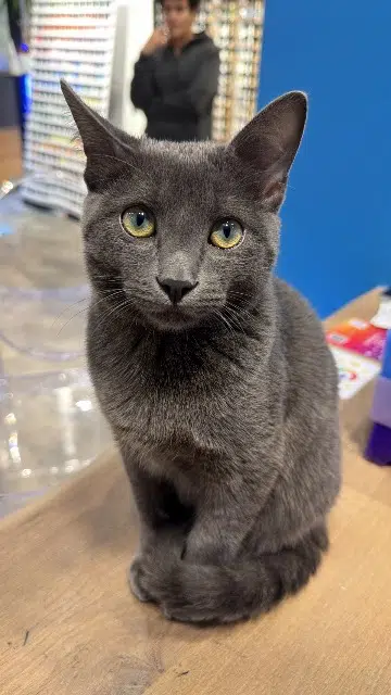 chat reunited   95210 Saint-Gratien Ace