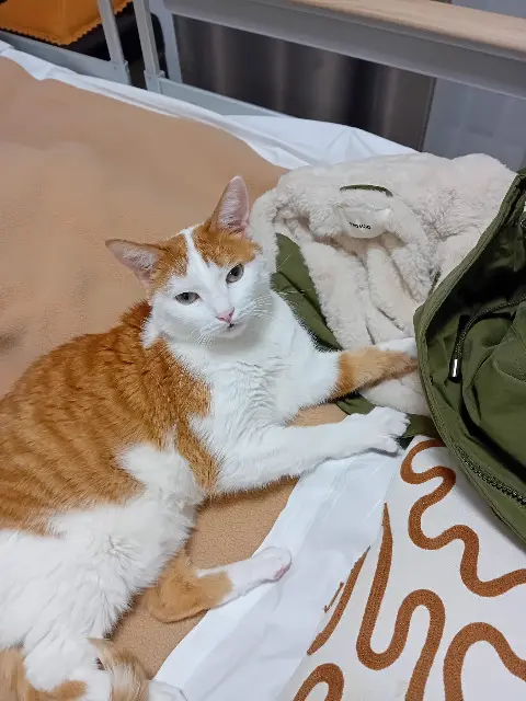 chat reunited   95100 Argenteuil FAUVE