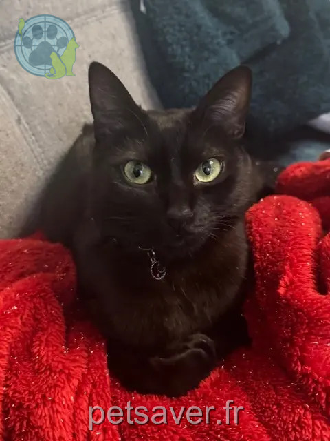 gatto reunited 95100 Argenteuil Spooky