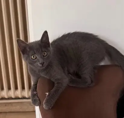 chat reunited   95100 Argenteuil Tsuki