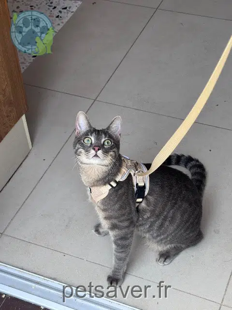 gato reunited 95600 Eaubonne Arlo