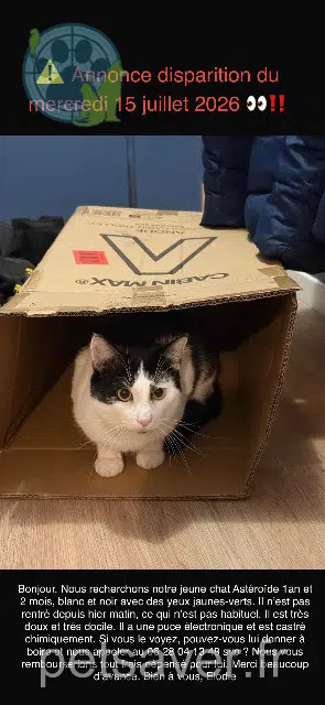 chat reunited 95550 Bessancourt Astéroïde