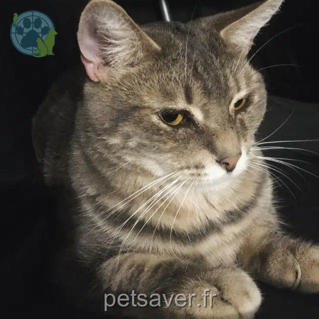 chat reunited Ambleville Balou