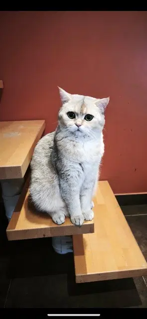 chat reunited   95240 Cormeilles-en-Parisis Basil