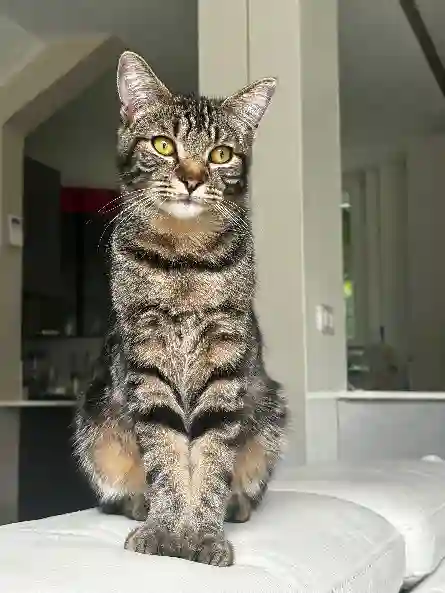 Chat Trouvé 95 Val-d'Oise - Berlioz Chat Trouvé 95 Val-d'Oise - Berlioz