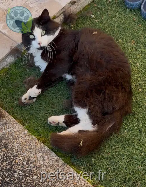 chat reunited   95290 L'Isle-Adam Biglouche