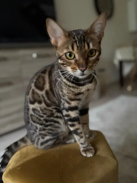 chat reunited   95240 Cormeilles-en-Parisis Booga