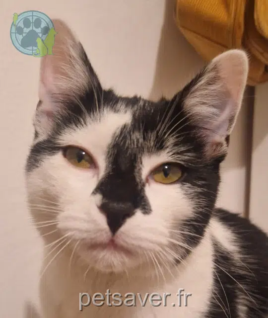 chat reunited   95110 Sannois Cacahouète