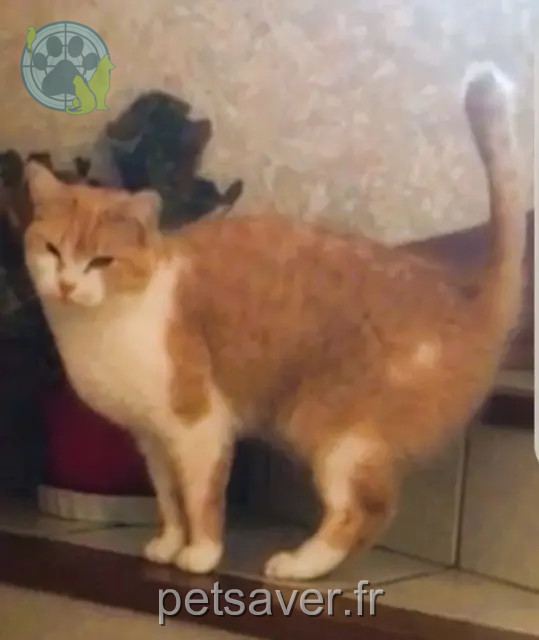 gatto reunited   95220 Herblay-sur-Seine Cachou
