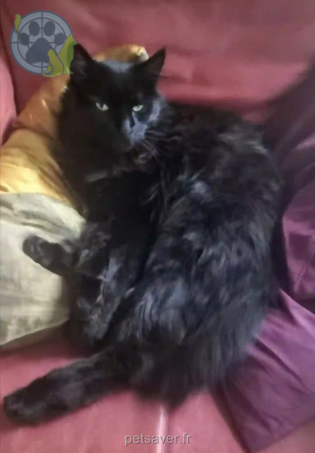 Chat Trouvé 95 Val-d'Oise - Chado Chat Trouvé 95 Val-d'Oise - Chado