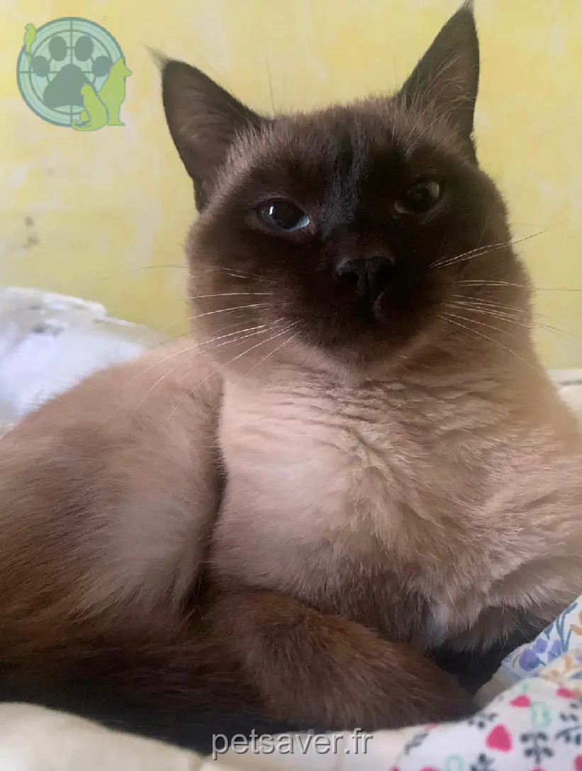 chat retrouvé Rue de Conflans 95220 Herblay-sur-Seine Chips chat reunited Rue de Conflans 95220 Herblay-sur-Seine Chips