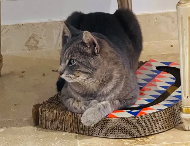 chat reunited   95000 Boisemont Clochard