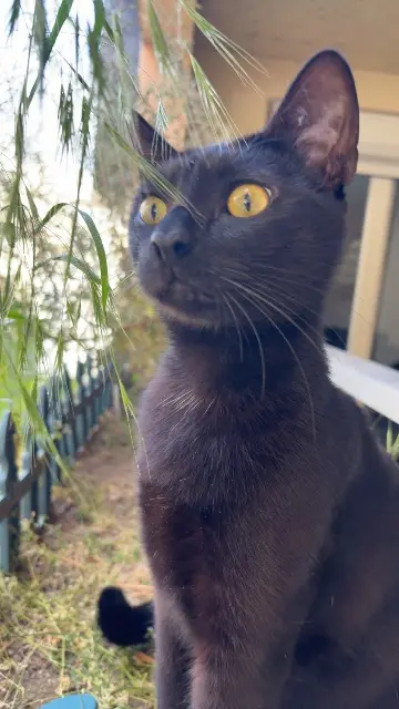 chat reunited    Cergy Flash