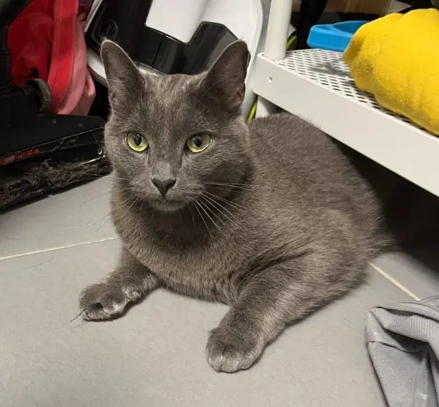 chat reunited   95420 Nucourt Frimousse