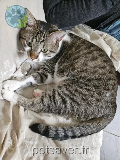 chat reunited 95340 Bernes-sur-Oise Fripon