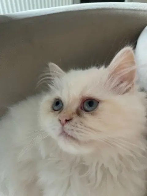 chat reunited    Cergy Gaza