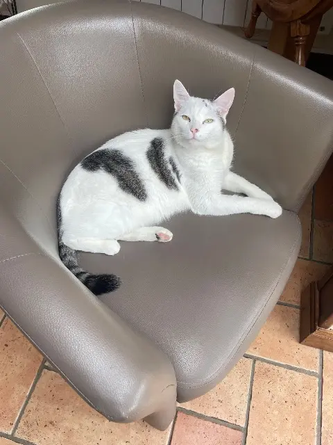 chat reunited   95380 Puiseux-en-France Indiana
