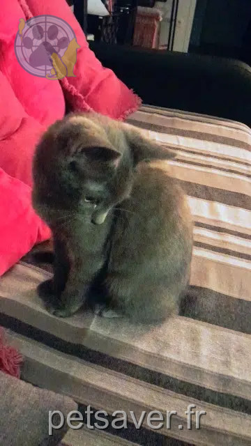 chat reunited   95160 Montmorency Jojo