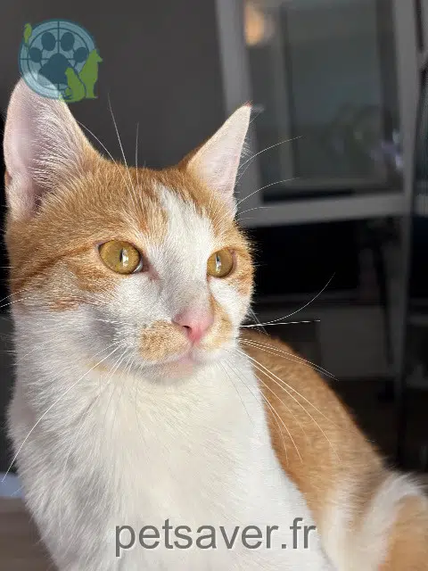 chat reunited   95240 Cormeilles-en-Parisis Junai