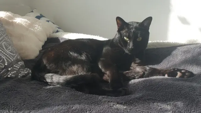 chat reunited   95500 Gonesse Keria