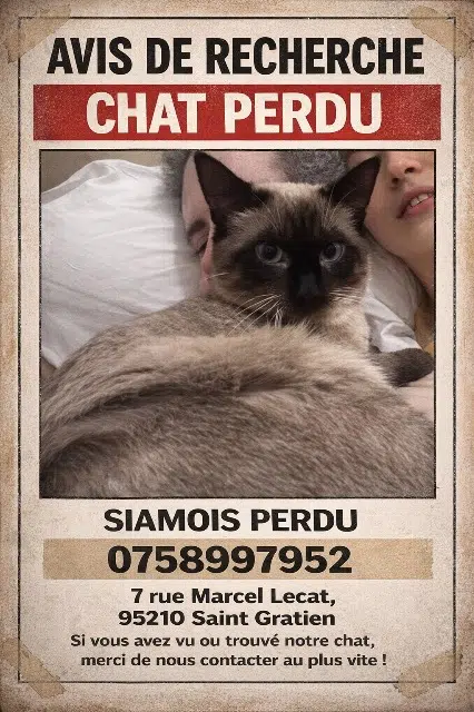 chat reunited   95210 Saint-Gratien Kiko