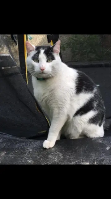 chat reunited    Pierrelaye MILKA