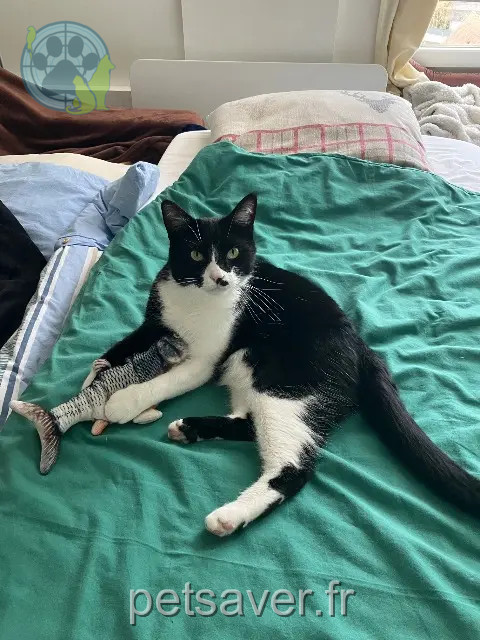 gato reunited 95320 Saint-Leu-la-Forêt Moustache