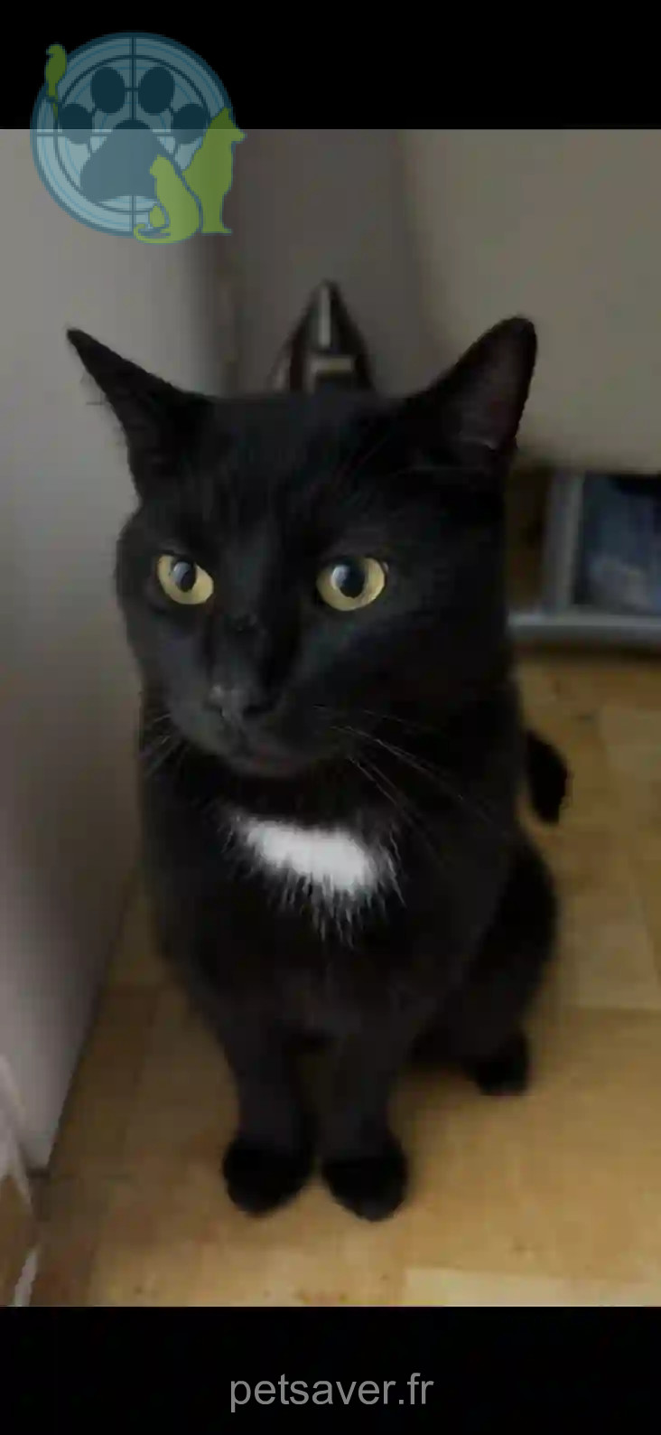 Chat Trouvé 95 Val-d'Oise - Nala Chat Trouvé 95 Val-d'Oise - Nala