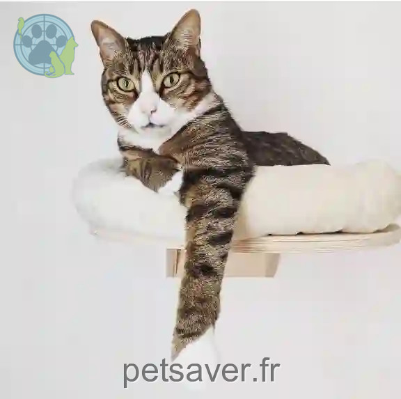 Chat Trouvé 95 Val-d'Oise - Natsu Chat Trouvé 95 Val-d'Oise - Natsu