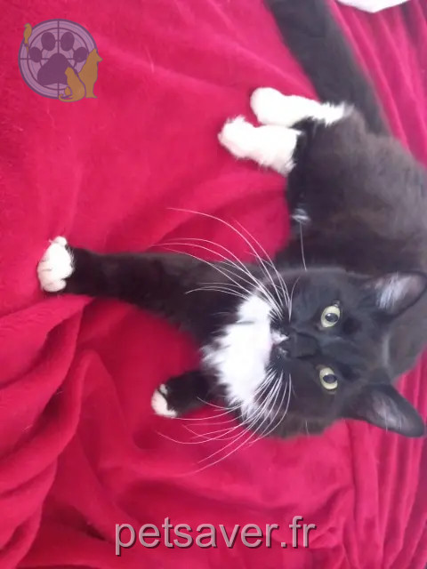 chat reunited    Pontoise Neko