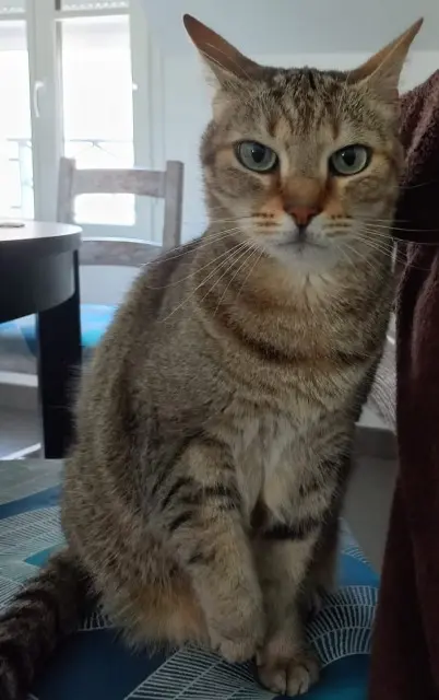 chat reunited   95640 Marines Niocky