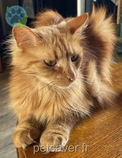 chat reunited   95320 Saint-Leu-la-Forêt Omar