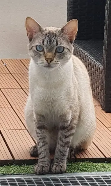 chat reunited   95380 Louvres Orly