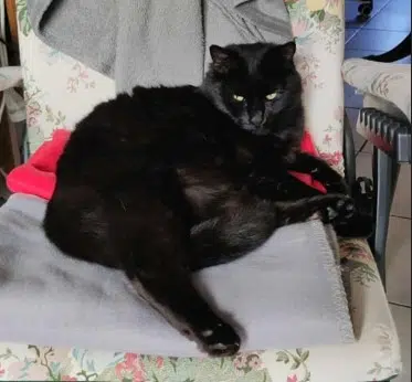 chat reunited   95190 Goussainville Oréo