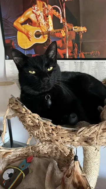 chat reunited   95430 Auvers-sur-Oise Pablo