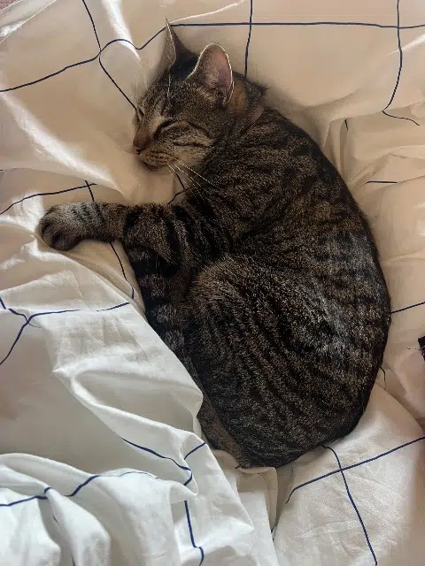 chat reunited   95110 Sannois Phinneas