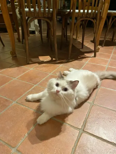 chat reunited   95610 Éragny PinPin