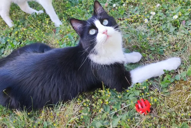 chat reunited   95110 Sannois Ryo