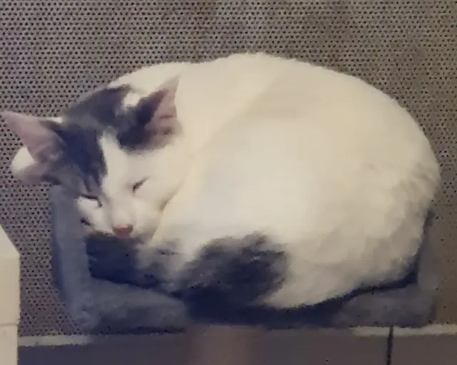chat reunited   95870 Bezons Sacha